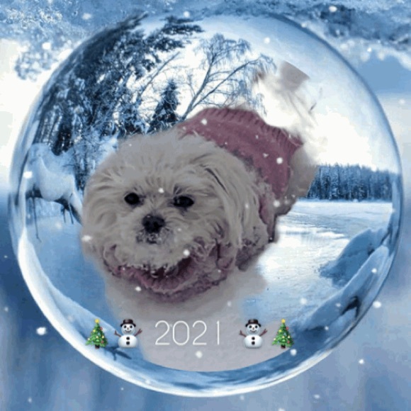 Maltese - Picture 2 of 16